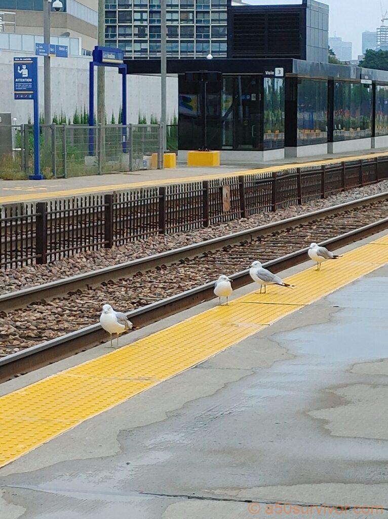 線路沿いに戯れるカモメたち