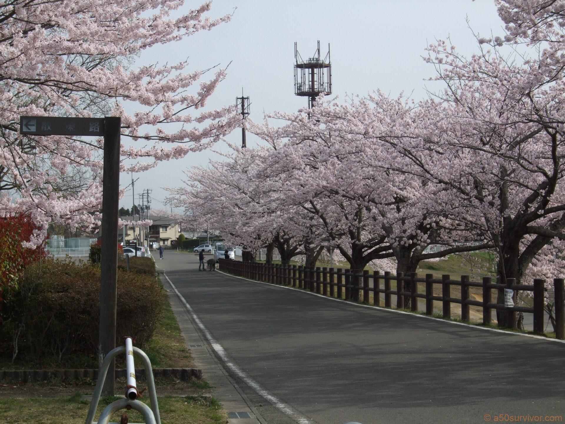 桜並木道