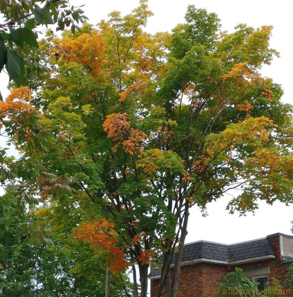 近所の紅葉
