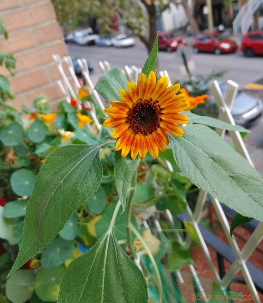 ヒマワリ次男の開花